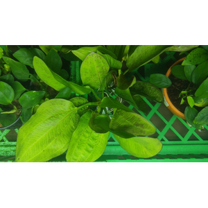 ЭХИНОДОРУС ФЭНСИ ТВИСТ - Echinodorus fancy twist