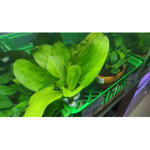 ЭХИНОДОРУС ФЭНСИ ТВИСТ - Echinodorus fancy twist