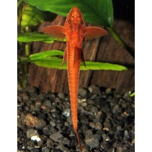 ЛОРИКАРИЯ КРАСНАЯ 4-5см - Rhineloricaria sp. red