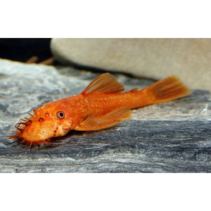 АНЦИСТРУС КРАСНЫЙ