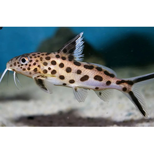 СИНОДОНТИС КУКУШКА