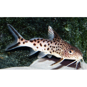 СИНОДОНТИС КУКУШКА