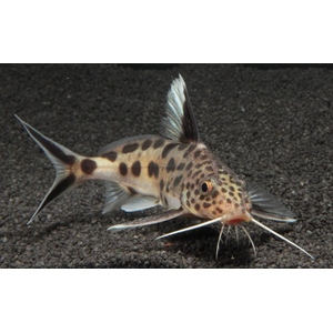 СИНОДОНТИС КУКУШКА