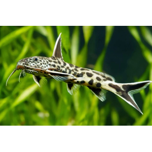 СИНОДОНТИС КУКУШКА