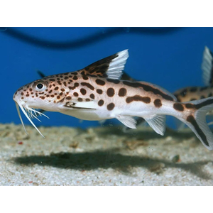 СИНОДОНТИС КУКУШКА