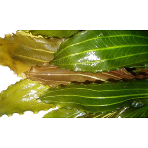 ЭХИНОДОРУС РОЗЕ (розовый) / Echinodorus Rose