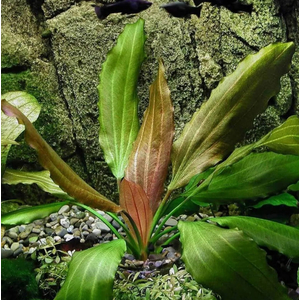 ЭХИНОДОРУС РОЗЕ (розовый) / Echinodorus Rose