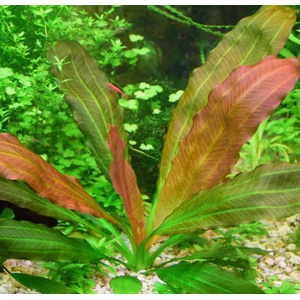 ЭХИНОДОРУС РОЗЕ (розовый) / Echinodorus Rose