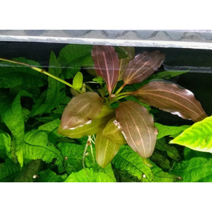 ЭХИНОДОРУС РОЗЕ (розовый) / Echinodorus Rose