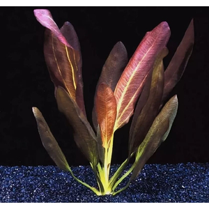 ЭХИНОДОРУС РОЗЕ (розовый) / Echinodorus Rose