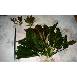 ЭХИНОДОРУС РОЗЕ (розовый) / Echinodorus Rose