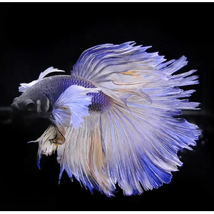 ПЕТУШОК СУПЕР ДЕЛЬТА ДАМБО СЛОНОУХИЙ