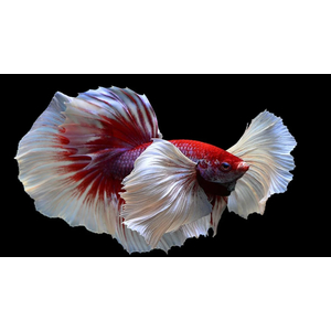 ПЕТУШОК СУПЕР ДЕЛЬТА ДАМБО СЛОНОУХИЙ