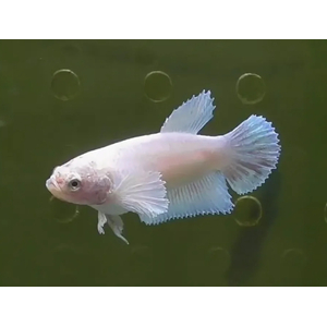 КУРОЧКА СУПЕР ДЕЛЬТА ДАМБО / СЛОНОУХАЯ