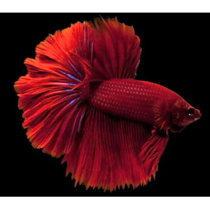 ПЕТУШОК ХАЛФМУН КРАСНЫЙ