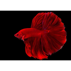 ПЕТУШОК ХАЛФМУН КРАСНЫЙ