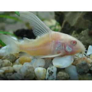 Коридорас альбинос (Corydoras paleatus var albino) — селекционная форма крапчатого коридораса. Отличительная особенность — белая или слегка желтоватая окраска тела в сочетании с красными глазами.