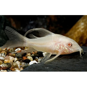 Коридорас альбинос (Corydoras paleatus var albino) — селекционная форма крапчатого коридораса. Отличительная особенность — белая или слегка желтоватая окраска тела в сочетании с красными глазами.