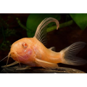 Коридорас альбинос (Corydoras paleatus var albino) — селекционная форма крапчатого коридораса. Отличительная особенность — белая или слегка желтоватая окраска тела в сочетании с красными глазами.