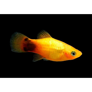 ПЕЦИЛИЯ МИККИ МАУС ОРАНЖ