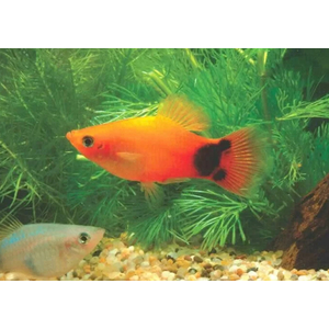 ПЕЦИЛИЯ МИККИ МАУС ОРАНЖ