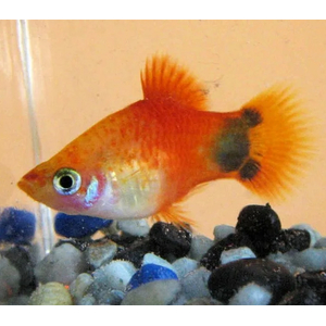 ПЕЦИЛИЯ МИККИ МАУС ОРАНЖ