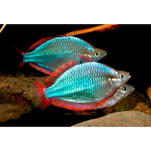 Радужница неоновая (Melanotaenia praecox) — пресноводная лучеперая рыба из семейства Меланотениевые. Иногда её называют «карликовая радужница».