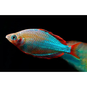 Радужница неоновая (Melanotaenia praecox) — пресноводная лучеперая рыба из семейства Меланотениевые. Иногда её называют «карликовая радужница».