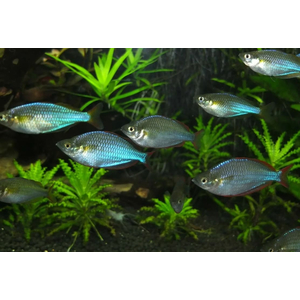 Радужница неоновая (Melanotaenia praecox) — пресноводная лучеперая рыба из семейства Меланотениевые. Иногда её называют «карликовая радужница».