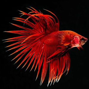 ПЕТУШОК КОРОНА КРАСНЫЙ