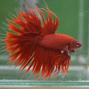 ПЕТУШОК КОРОНА КРАСНЫЙ