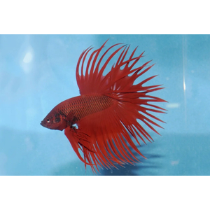 ПЕТУШОК КОРОНА КРАСНЫЙ