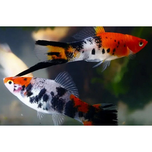 МЕЧЕНОСЕЦ КОИ ТРИКОЛОР