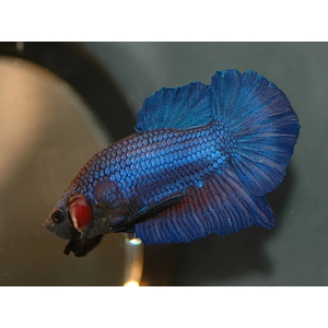 КУРОЧКА СУПЕР ДЕЛЬТА АССОРТИ