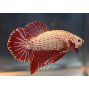 КУРОЧКА СУПЕР ДЕЛЬТА АССОРТИ