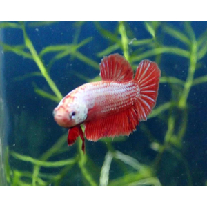 КУРОЧКА СУПЕР ДЕЛЬТА АССОРТИ