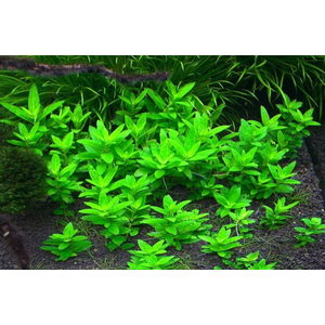 СТАУРОГИН ПОЛЗУЧИЙ - Staurogyne repensСТАУРОГИН ПОЛЗУЧИЙ - Staurogyne repens