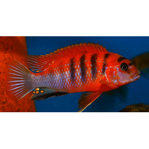 ЛАБИДОХРОМИС КИМПУМА 4см - Labidochromis Hongi