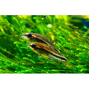 Коридорас пигмей (Corydoras pygmaeus) — пресноводная лучепёрая рыба из семейства Каллихтовых, или Панцирных, сомов. Главная особенность вида — миниатюрный размер: взрослые особи в длину едва достигают 2–2,5 см.