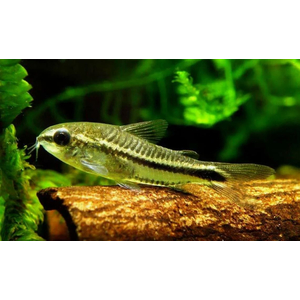 Коридорас пигмей (Corydoras pygmaeus) — пресноводная лучепёрая рыба из семейства Каллихтовых, или Панцирных, сомов. Главная особенность вида — миниатюрный размер: взрослые особи в длину едва достигают 2–2,5 см.