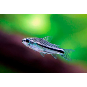 КОРИДОРАС ПИГМЕЙ - Corydoras pygmaeus