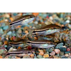 Коридорас пигмей (Corydoras pygmaeus) — пресноводная лучепёрая рыба из семейства Каллихтовых, или Панцирных, сомов. Главная особенность вида — миниатюрный размер: взрослые особи в длину едва достигают 2–2,5 см.