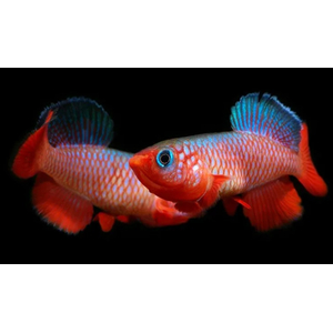 НОТОБРАНХИУС КАРДИНАЛИС