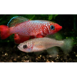 НОТОБРАНХИУС КАРДИНАЛИС