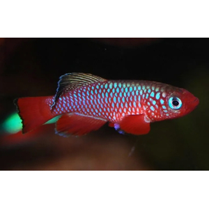 НОТОБРАНХИУС КАРДИНАЛИС