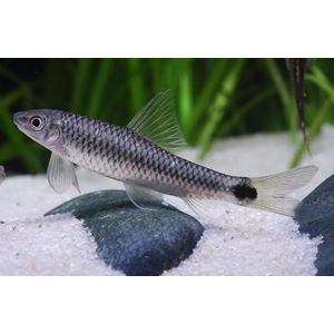 ВОДОРОСЛЕЕД СЕРЕБРЯНАЯ ЛИСИЧКА, СЕТЧАТЫЙ