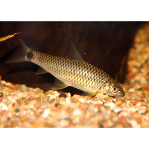 ВОДОРОСЛЕЕД СЕРЕБРЯНАЯ ЛИСИЧКА, СЕТЧАТЫЙ