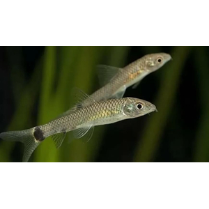 ВОДОРОСЛЕЕД СЕРЕБРЯНАЯ ЛИСИЧКА, СЕТЧАТЫЙ