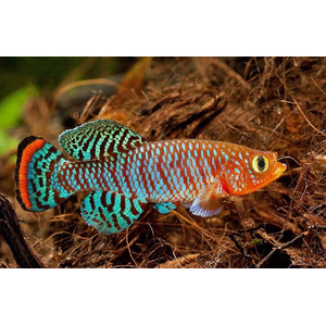 НОТОБРАНХИУС РАХОВА