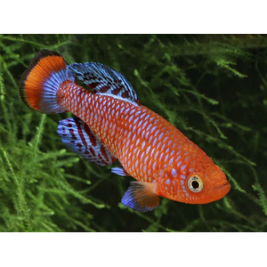 НОТОБРАНХИУС РАХОВА